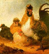 Aelbert Cuyp Rooster Hens oil painting